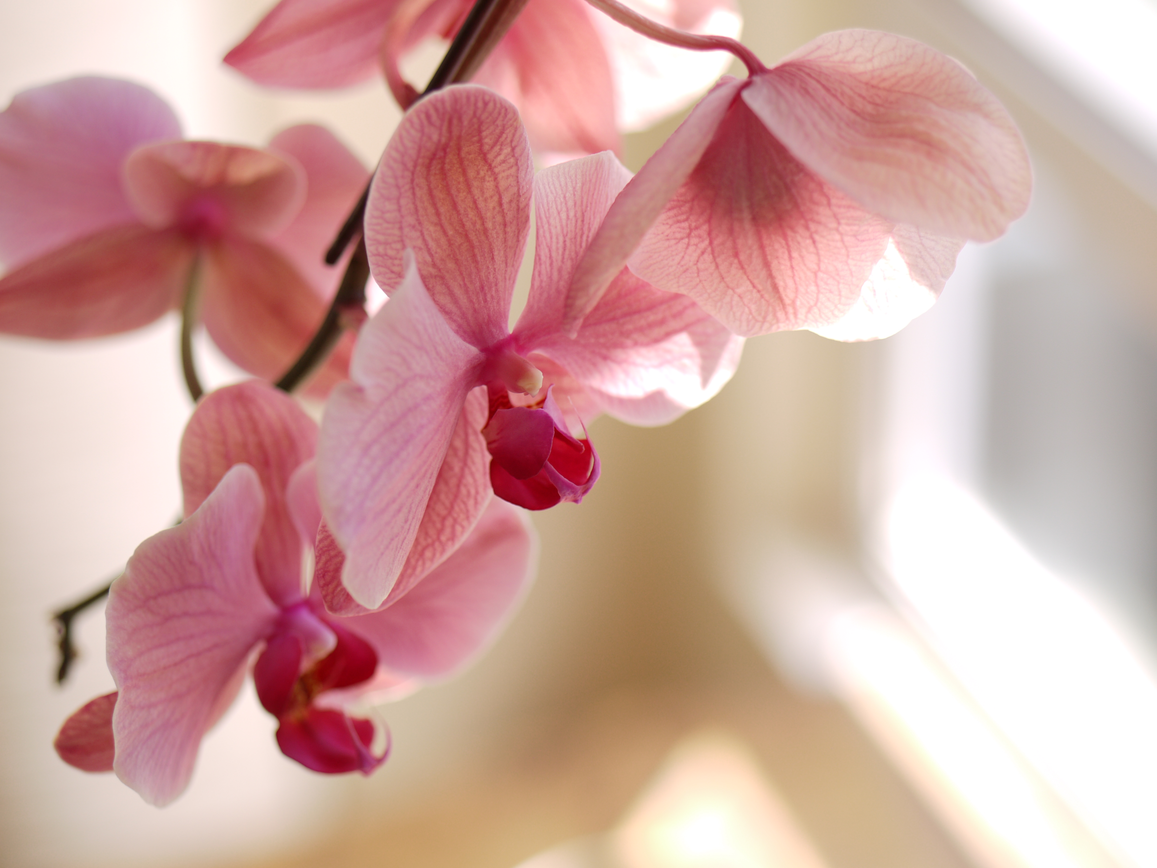 Mindfulness orchid flowers